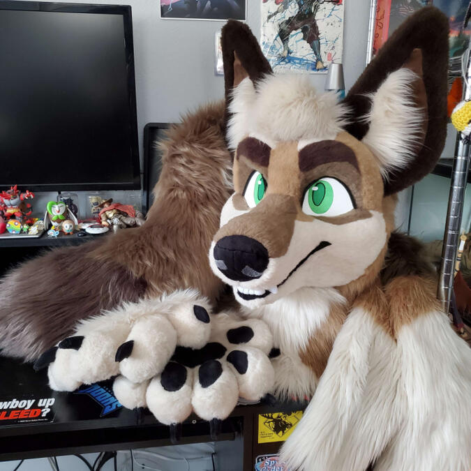 gris1 The fursuit head, paws, tail and arm sleeves of Gris, a brown coyote with green eyes.