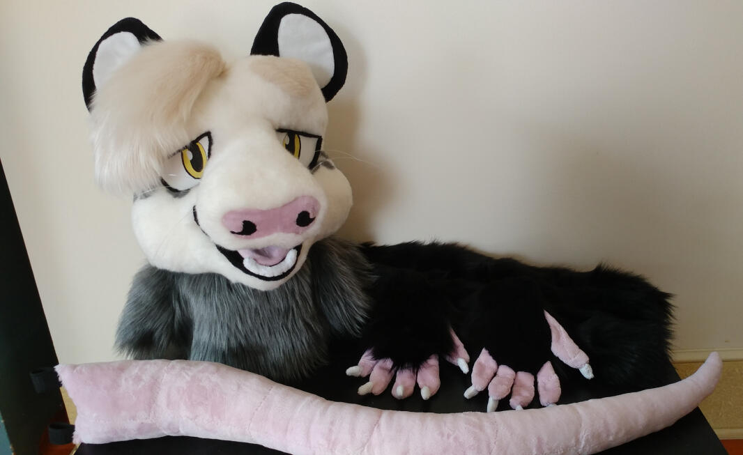 hg1 The head, hands, tail, and armsleeves of Houseguest, a naturally colored Virginia opossum.